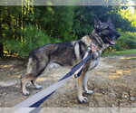 Small #7 German Shepherd Dog