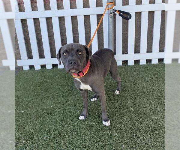 Medium Photo #1 American Pit Bull Terrier Puppy For Sale in Modesto, CA, USA