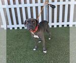 Small American Pit Bull Terrier