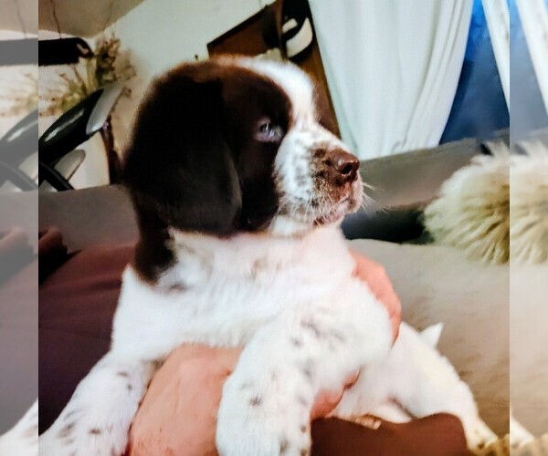 Medium Photo #6 Newfoundland Puppy For Sale in CHICO, CA, USA