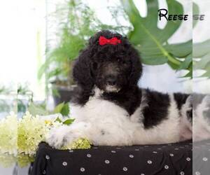 Poodle (Standard) Puppy for sale in MIFFLINBURG, PA, USA