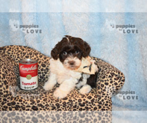Aussiedoodle-Poodle (Toy) Mix Puppy for sale in SANGER, TX, USA