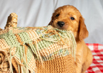 Small Photo #19 Golden Retriever Puppy For Sale in EX SPGS, MO, USA