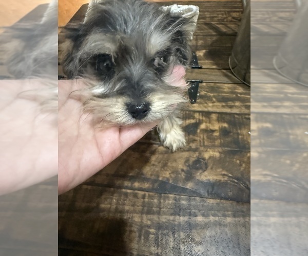 Medium Photo #9 Schnoodle (Miniature) Puppy For Sale in DINWIDDIE, VA, USA