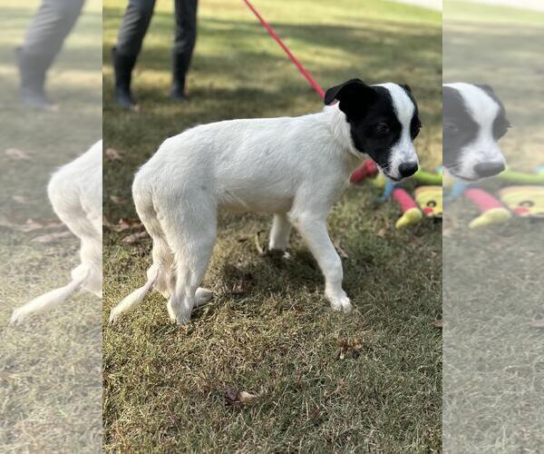 Medium Photo #2 Mutt Puppy For Sale in Yardley, PA, USA