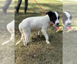 Small #1 Mutt