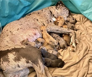 Great Dane-Rottweiler Mix Puppy for Sale in NEWPORT NEWS, Virginia USA