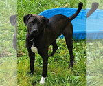 Small #1 Labrador Retriever Mix