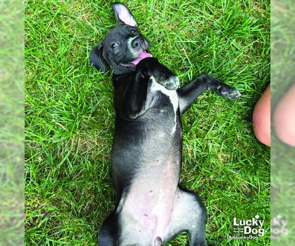 Medium Photo #5 Labrador Retriever-Unknown Mix Puppy For Sale in Washington, DC, USA