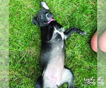 Small #4 Labrador Retriever Mix