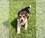 Small #1 Beagle Mix