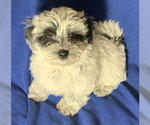 Puppy Wes Maltipoo
