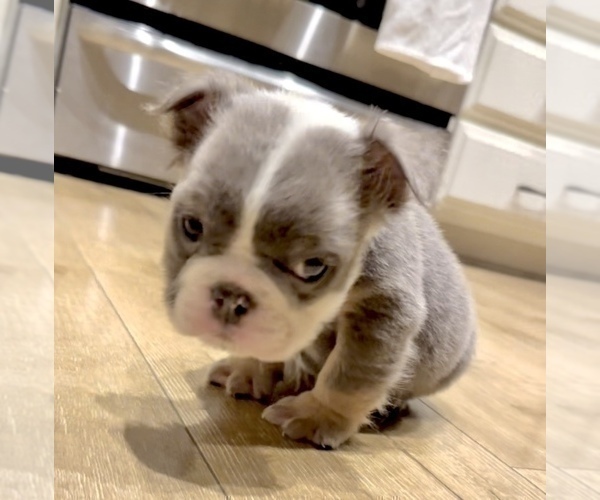 Medium Photo #3 English Bulldog Puppy For Sale in ATHERTON, CA, USA