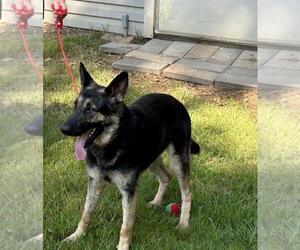 German Shepherd Dog Dogs for adoption in Montgomery, AL, USA