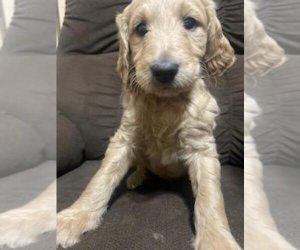 Medium Photo #7 Goldendoodle-Poodle (Standard) Mix Puppy For Sale in ROSCOE, IL, USA