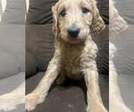 Small Photo #7 Goldendoodle-Poodle (Standard) Mix Puppy For Sale in ROSCOE, IL, USA