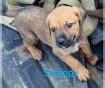 Small #5 German Shepherd Dog Mix