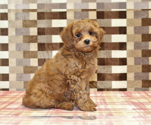 Medium Photo #4 Cavapoo Puppy For Sale in DENVER, PA, USA