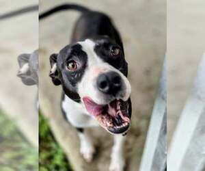 Grace - Confident and Quirky Girl - Female American Pit Bull Terrier Dog for Adoption - Photo #3