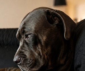 Mother of the Cane Corso puppies born on 06/15/2026