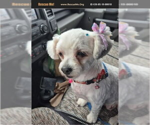 Shih Tzu Dogs for adoption in Benton, PA, USA