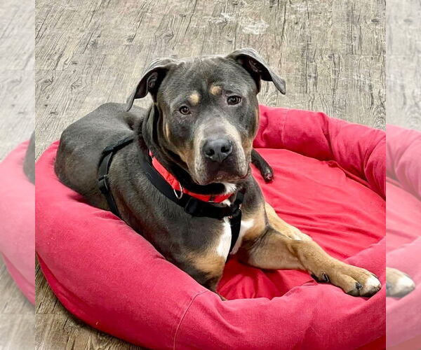 Medium Photo #4 Mutt Puppy For Sale in Canton, CT, USA