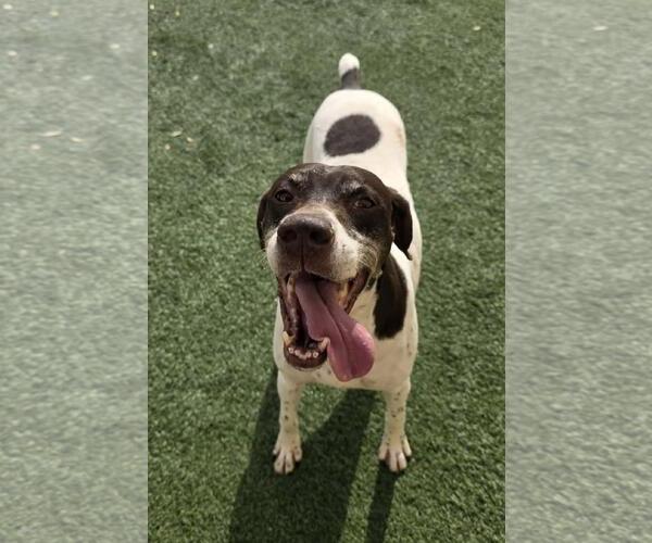 Medium Photo #7 German Shorthaired Pointer-Pointer Mix Puppy For Sale in Rockwall, TX, USA