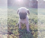 Small Photo #15 Buggs Puppy For Sale in WEST PLAINS, MO, USA