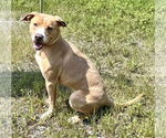 Small #1 American Staffordshire Terrier Mix