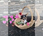 Small #2 Pembroke Welsh Corgi