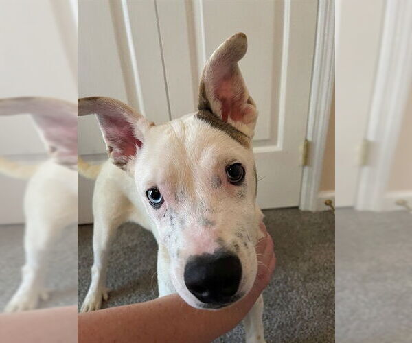 Medium Photo #1 Siberian Husky-Unknown Mix Puppy For Sale in Fayetteville, NC, USA