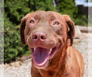 - Mix Dogs for adoption in Albuquerque, NM, USA