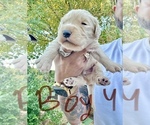 Puppy Boy 4 Goldendoodle