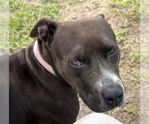 MAPLE - Female American Pit Bull Terrier Dog for Adoption - Photo #2