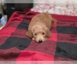 Small #19 Goldendoodle
