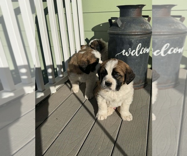 Medium Photo #9 Saint Bernard Puppy For Sale in OTIS, CO, USA