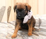Small #2 Australian Shepherd Mix
