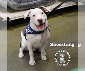 Shoestring - Male Staffordshire Bull Terrier-Unknown Mix Dog for Adoption - Photo #2