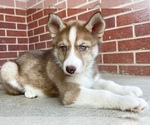 Small Photo #8 Siberian Husky Puppy For Sale in CO SPGS, CO, USA