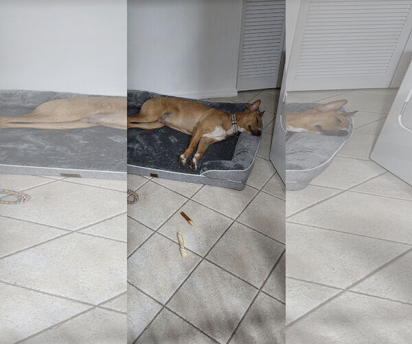 Medium Photo #6 Labrador Retriever-Rhodesian Ridgeback Mix Puppy For Sale in Rockaway, NJ, USA