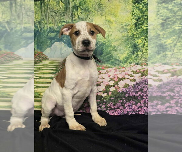 Medium Photo #1 American Staffordshire Terrier-Unknown Mix Puppy For Sale in Lakewood, CO, USA