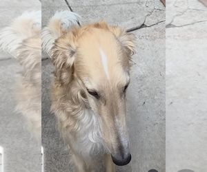 Father of the Borzoi puppies born on 03/27/2026