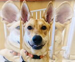 Small Carolina Dog
