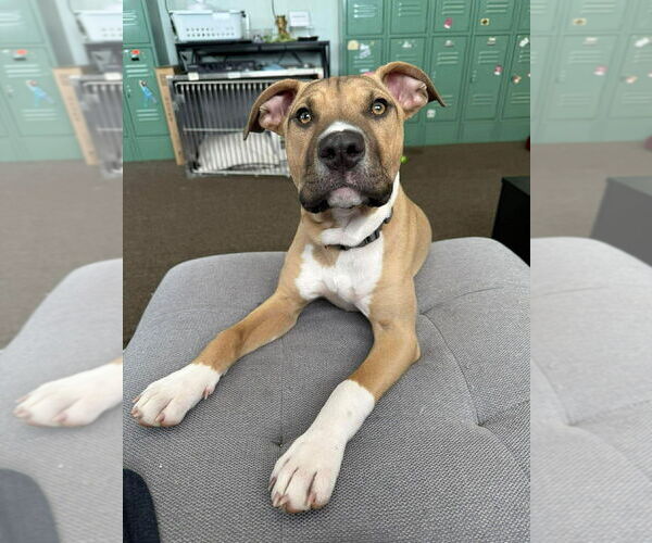 Medium Photo #5 Mutt Puppy For Sale in Candler, NC, USA