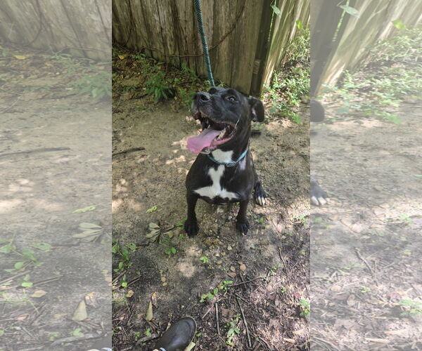 Medium Photo #1 Labrador Retriever-Unknown Mix Puppy For Sale in Jackson, MS, USA