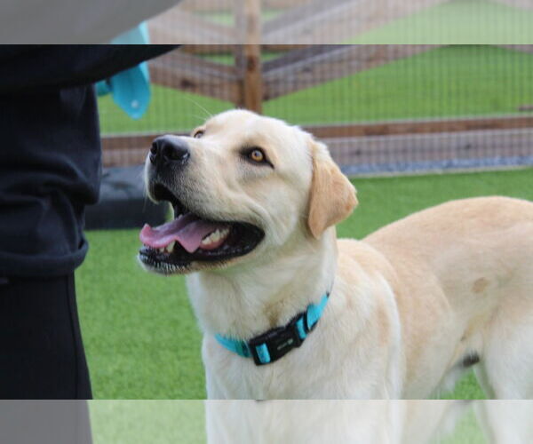 Medium Photo #3 Anatolian Shepherd-Labrador Retriever Mix Puppy For Sale in Chestertown, MD, USA