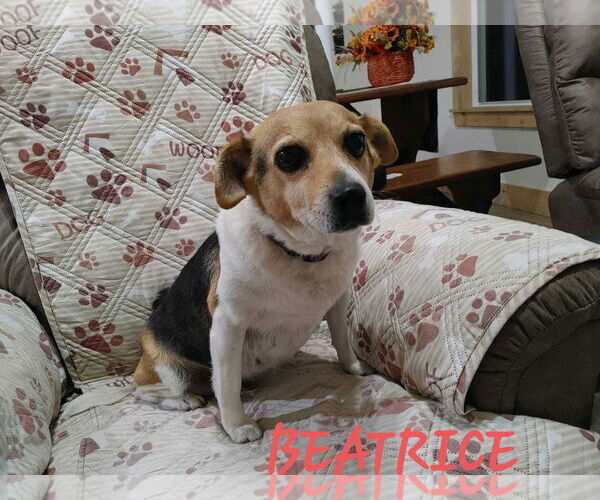 Medium Photo #2 Beagle-Unknown Mix Puppy For Sale in Hinton, WV, USA