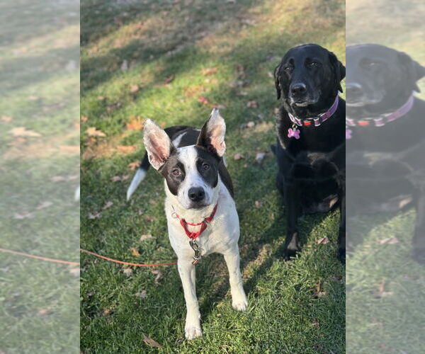 Medium Photo #17 Labrador Retriever-Unknown Mix Puppy For Sale in Brewster, NY, USA