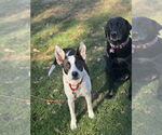 Small #16 Labrador Retriever Mix
