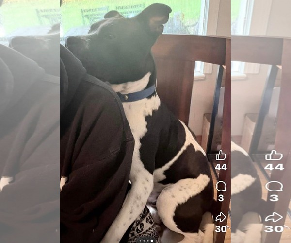 Medium Photo #3 Siberian Husky-Unknown Mix Puppy For Sale in Oakhurst, NJ, USA